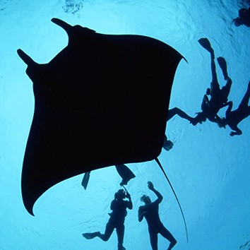 Manta Ray with divers